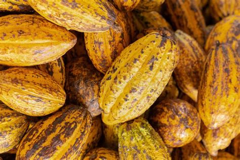 Cacao Fruit Raw Cacao Beans And Cocoa Pod Background Stock Image