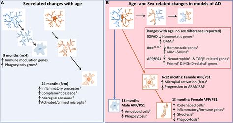 Frontiers Exploring Sex Related Differences In Microglia May Be A