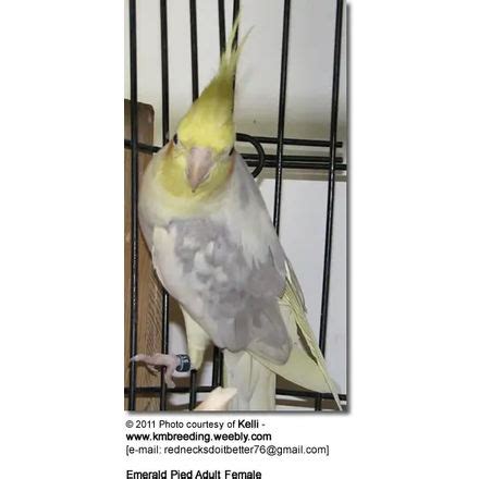 Cockatiel Mutations Color Options