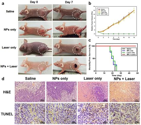 In Vivo Cancer Therapy A Representative Photographs Of Mice From