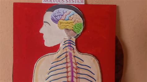 School Project Human Nervous System Model Youtube