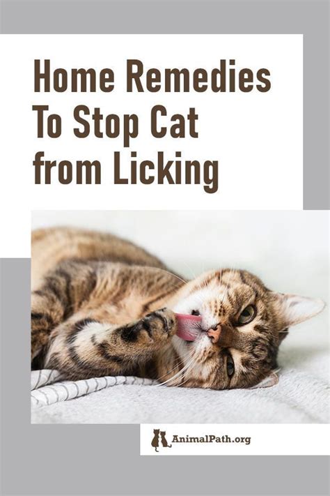 Pin On Cat Care Tips