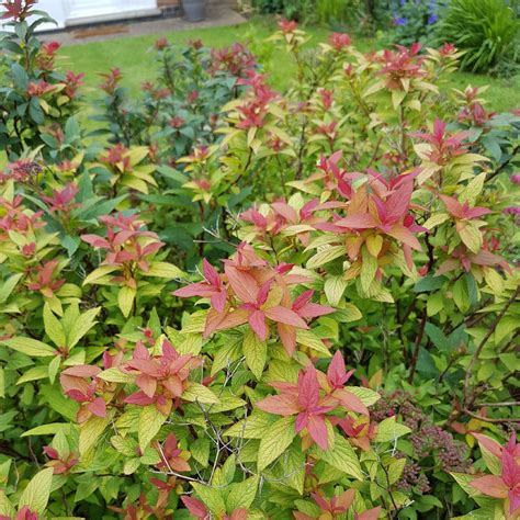 Spiraea Japonica Goldflame Syn Spiraea X Bumalda Goldflame