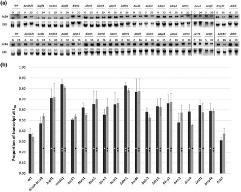 The Hu Induced Response Of Histone Transcript Levels For A Panel Of Rna