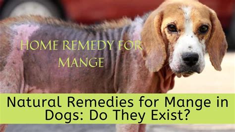 Home Remedy For Mange Natural Remedies For Mange In Dogs Do They