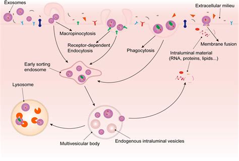 Frontiers Platelet Derived Exosomes And Atherothrombosis