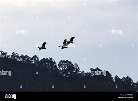 Black Necked Cranes Phobjikha Valley Western Bhutan Asia Stock Photo