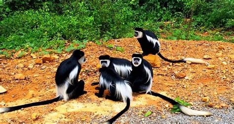 Uganda Primates Tracking Safari Experience Uganda Primate Tours