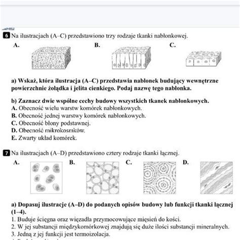 6Na ilustracjach AC przedstawiono trzy rodzaje tkanki nabłonkowej a