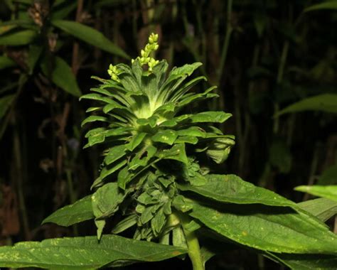 Goldenrod Brussels Sprout Gall Fly Procecidochares Atra