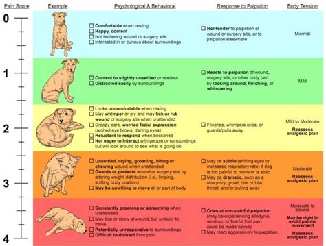 A Guide to Pain Management in Dogs | Dog behavior chart, First aid for ...