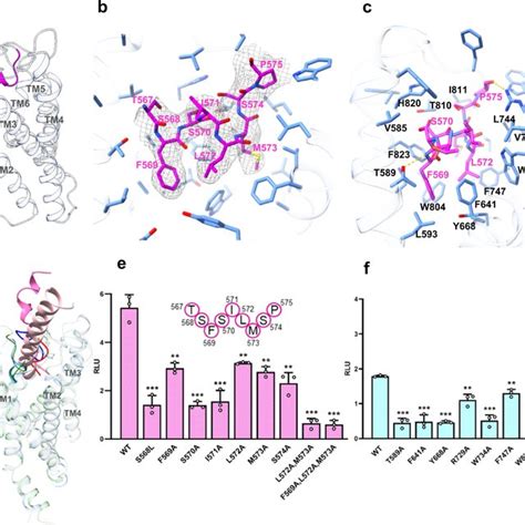 PDF Structural Basis Of Adhesion GPCR GPR110 Activation By Stalk