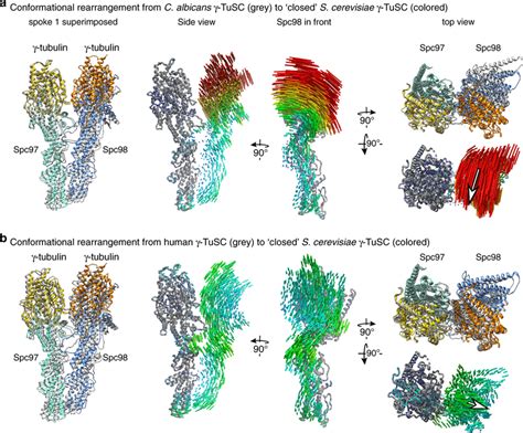 The C Albicans Tusc Requires Conformational Rearrangements During Or