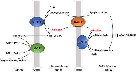 Frontiers Role Of Carnitine In Non Alcoholic Fatty Liver Disease And