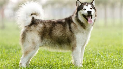 Alaskan Malamute Il Gigante Delle Nevi Amica Veterinaria