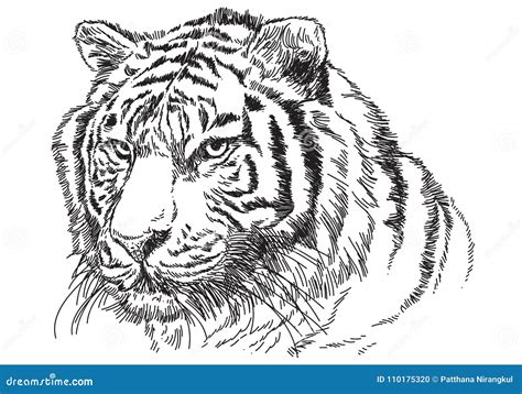 Tiger Head Hand Draw Sketch Black Line On White Background Vector Stock