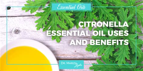 Citronella Essential Oil Uses And Benefits Dr Mariza Snyder