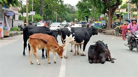 Impounded Stray Dogs And Cattle Are Back To Chilling On Streets After