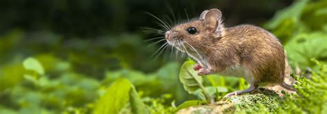 Rodent Identification In Jacksonville Fl Lindsey Pest Services