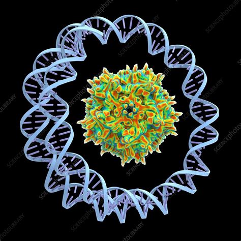 Adeno Associated Virus Illustration Stock Image F