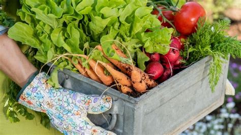 Huerto urbano Estas son las 3 hortalizas más fáciles de cultivar en