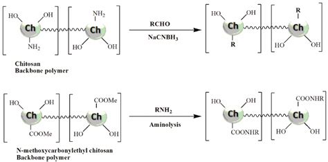 Methods Of Chitosandendrimer Hybrid Synthesis Download Scientific Diagram