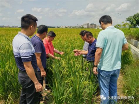 市粮食生产安全督查组到我县开展粮食生产安全及农业防灾减灾措施遂溪县人民政府公众网站