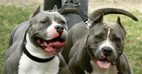 Collares Para Perros Pitbull 5 Claves A Tener En Cuenta Al Comprar Uno