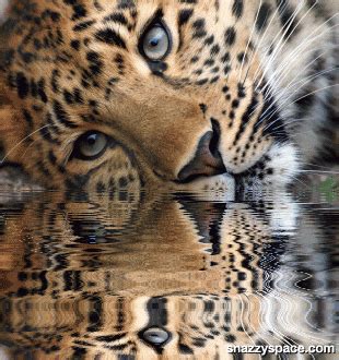 Leopard GIFs - Find & Share on GIPHY