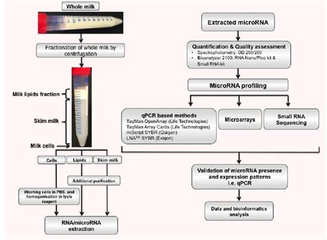 A Workflow Of Microrna Identification In Hm Whole Hm Can Be