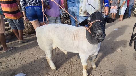 Feira De Ovinos Caprinos E Su Nos De Caruaru Pe Ter A Feira