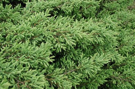 플가 두송 에푸사 Juniperus Communis Effusa