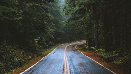 Road Trees Forest Wet Road Nature Portrait Display 1638x2048