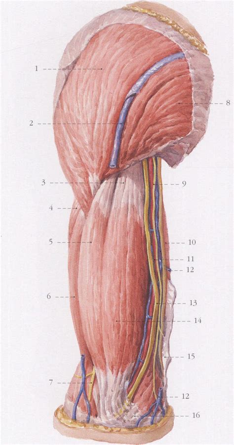 臂部肌肉血管和神经 前面观 1 基础医学 医学
