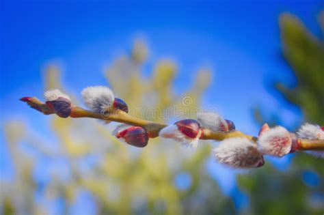 Furry Buds Of Pussy Willow Stock Photo Image Of Blooming 115684844