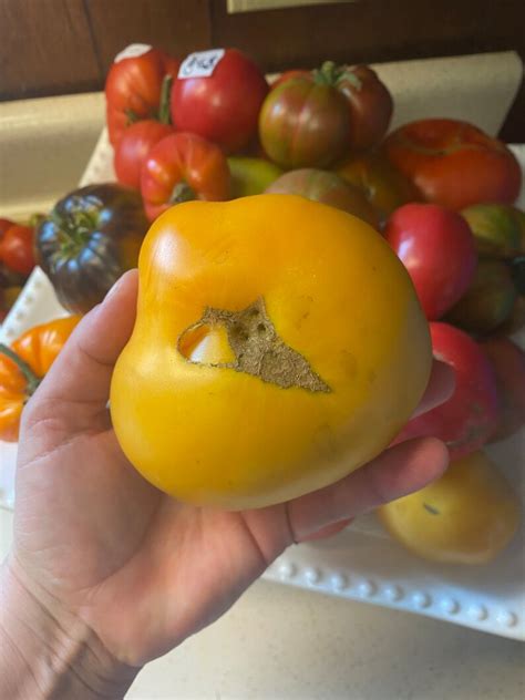 Dr Wyches Yellow Heirloom Tomato Seeds Etsy