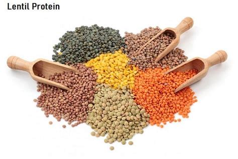 Innovative Meat Substitutes Drive Growth in Lentil Protein