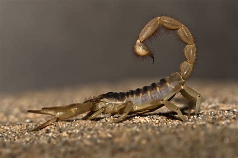 10 Fascinating Facts About Scorpions