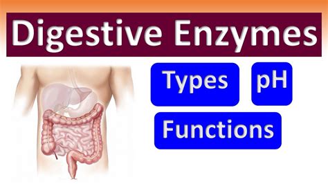 Human Digestive Enzymes Types Ph Functions Youtube