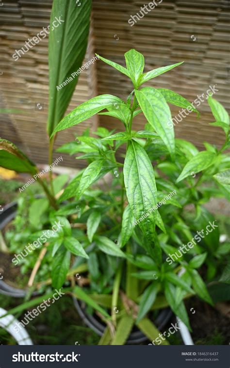 Herbal Plant Indonesia Known Sambiloto Known Stock Photo 1846316437 | Shutterstock