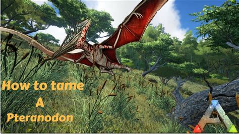 Ark Survival Evolved Ps How To Tame A Pteranodon Youtube