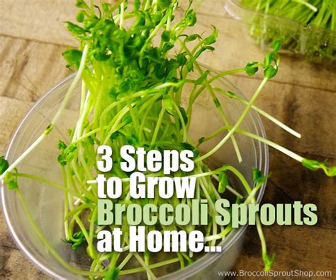 How to Grow Broccoli Spouts 1-2-3