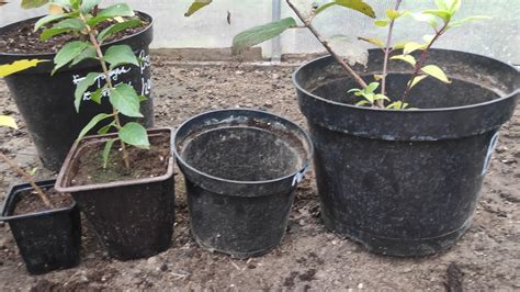 Как увеличивать размер горшка для черенка гортензии🌿🌿 - YouTube