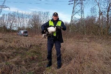 Łabędź zaplątał się w drut kolczasty Na pomoc rannemu ptakowi ruszyli