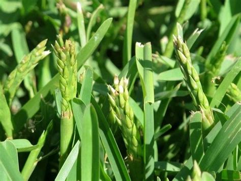 Lawn Seed Heads What Are They And How To Get Rid Of Them