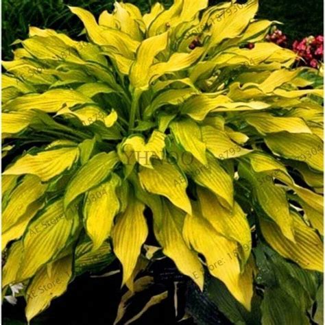 100 Pcs Hosta Plantaginea Seeds Fragrant Plantain Flower Fire And Ice