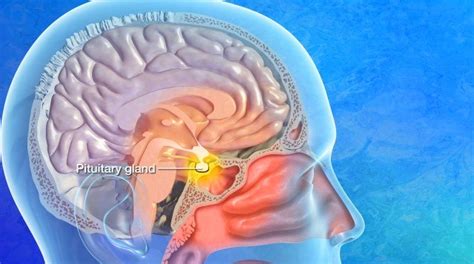 Describe the Location of the Pituitary Gland