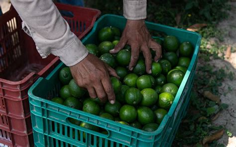 Se Prevee Incremento En El Precio Del Limón Por Intensas Lluvias