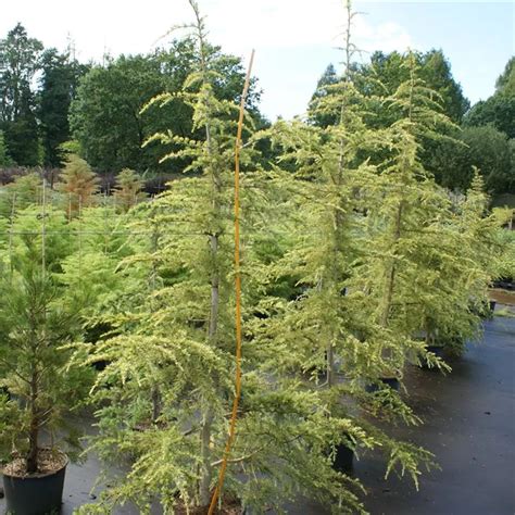 Cedrus deodara Aurea Gold Himalaya Zeder Baumschule Böhlje