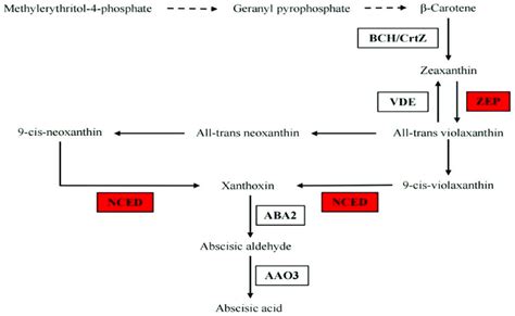 Differentially Expressed Genes Involved In Aba Synthesis Red Refers To Download Scientific